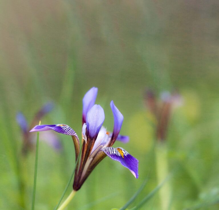 5 best scented blooms to grow in your garden this winter