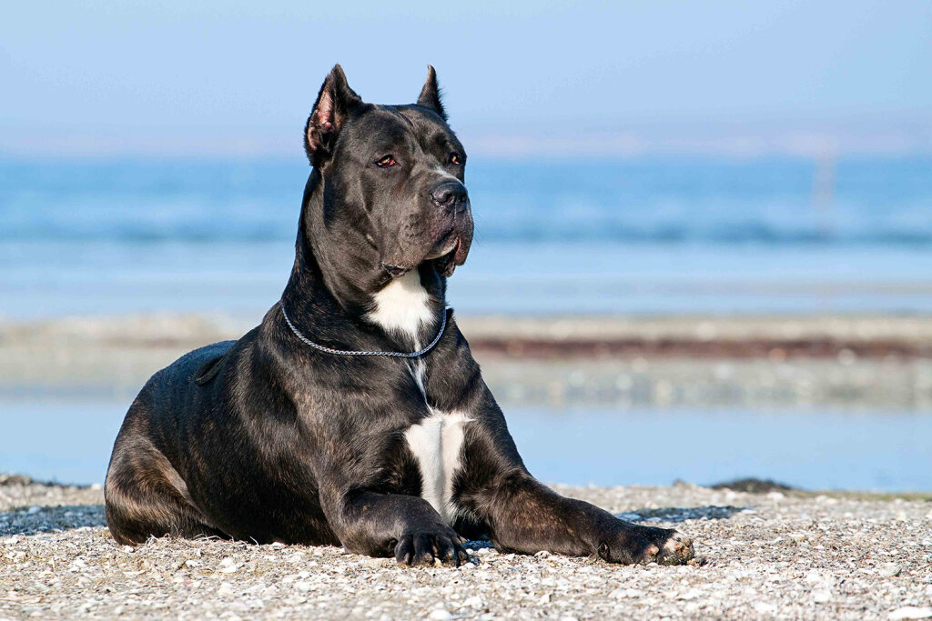 Cane Corso 2019 08 29T203106 1024x683 1