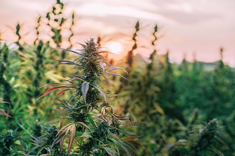 Unveiling the Marvels of Hemp: A Sustainable Powerhouse with Countless Benefits