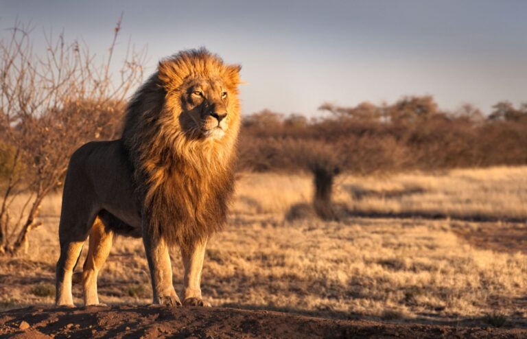 Experience the Love: A Glowing Review of The Lion King in Te Reo Māori