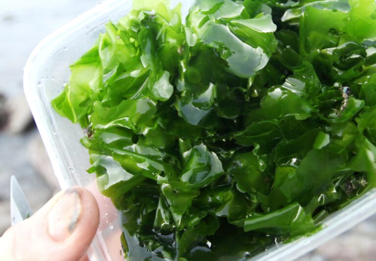 Discover the Delights of Foraging: Your Ultimate Guide to New Zealand’s Edible Seaweeds