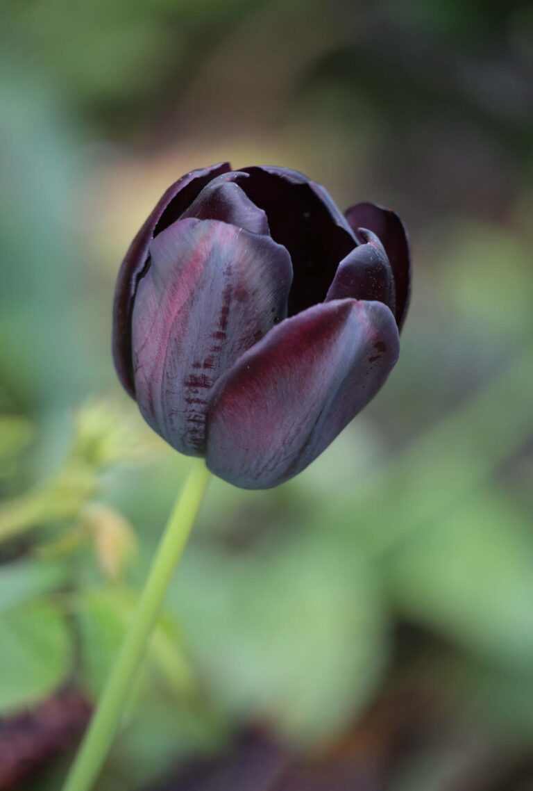 Dark Elegance: Transform Your Garden with Stunning Black Plants