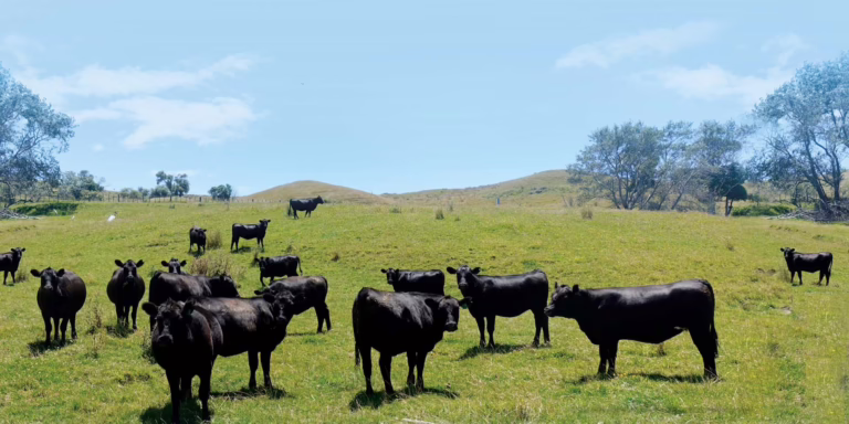 McDonald’s: Serving Up Sustainability with Every Bite