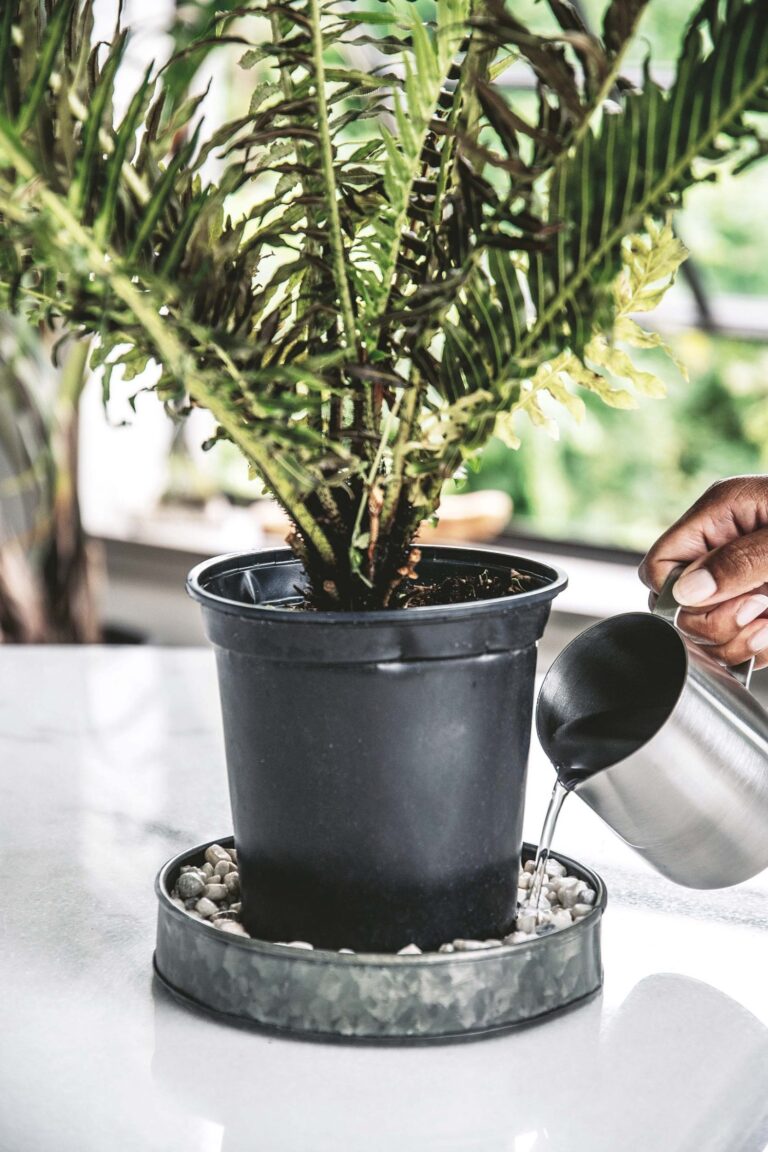 How to deal with bugs on your indoor plants