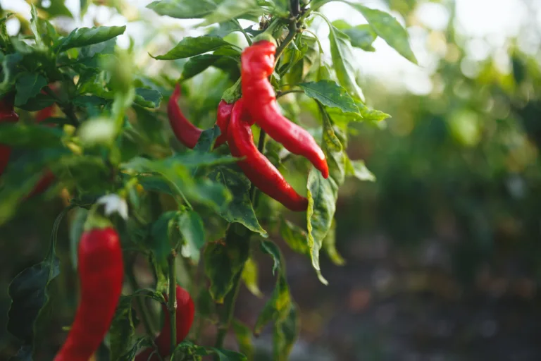 Can Eating THIS Spicy Food Add Years To Your Life?