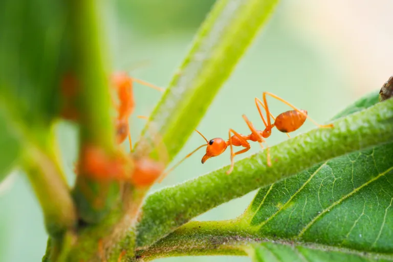 Fire Ant Bites: Instant Pain Relief & Emergency Steps to Stop the Burn