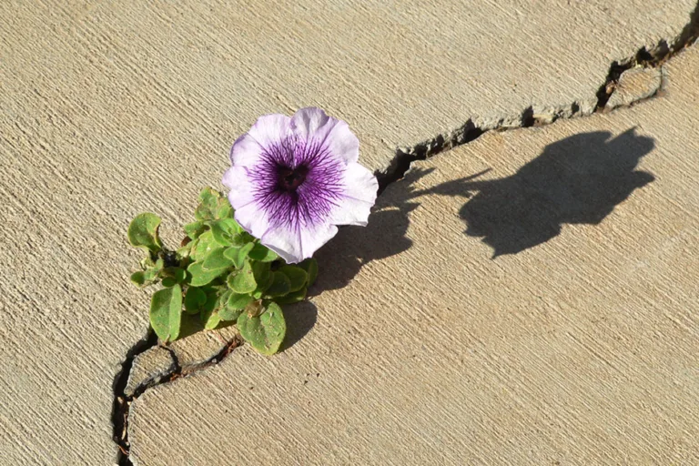 7 Powerful Ways to Build Unshakable Resilience & Thrive Through Life’s Challenges